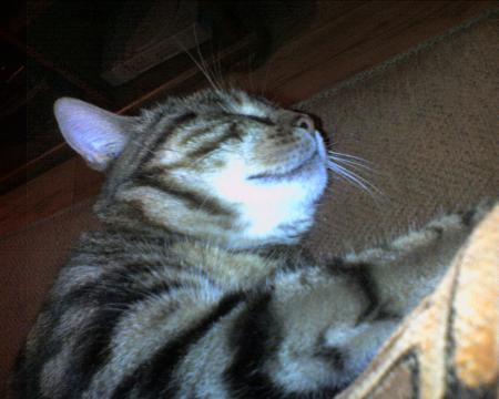 Cannelle